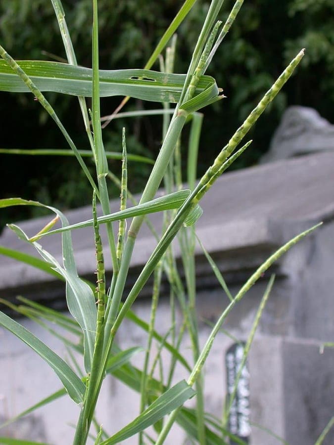 Rottboellia cochinchinensis with characteristic spike formations in natural growth