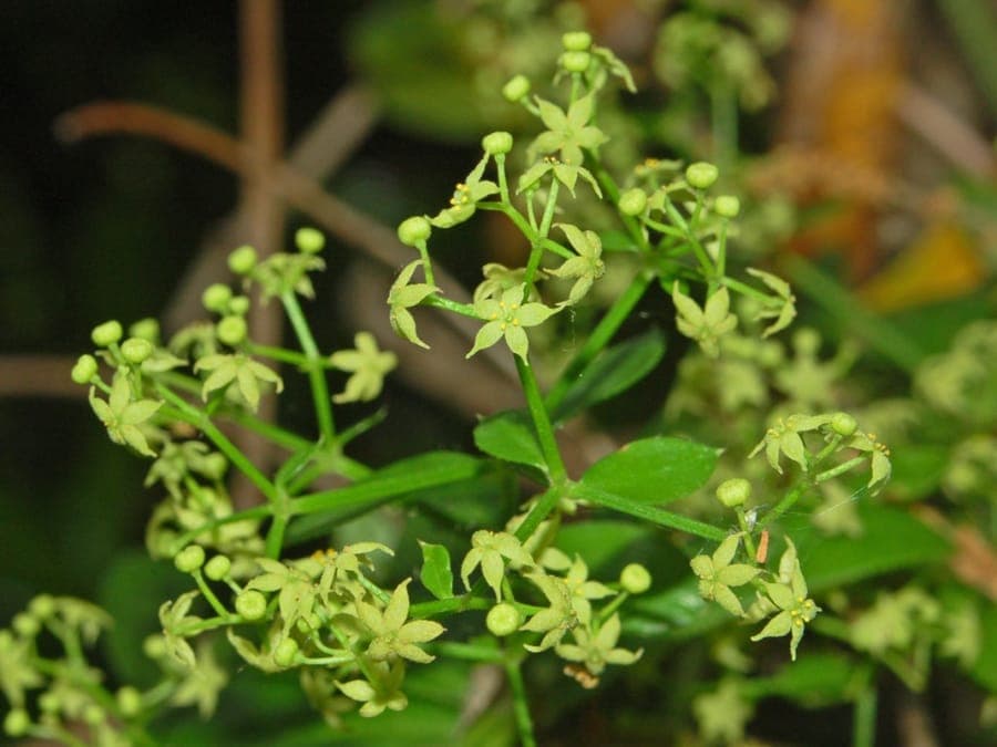 Gelbe Bluten des Rubia peregrina, der wilde Krapp