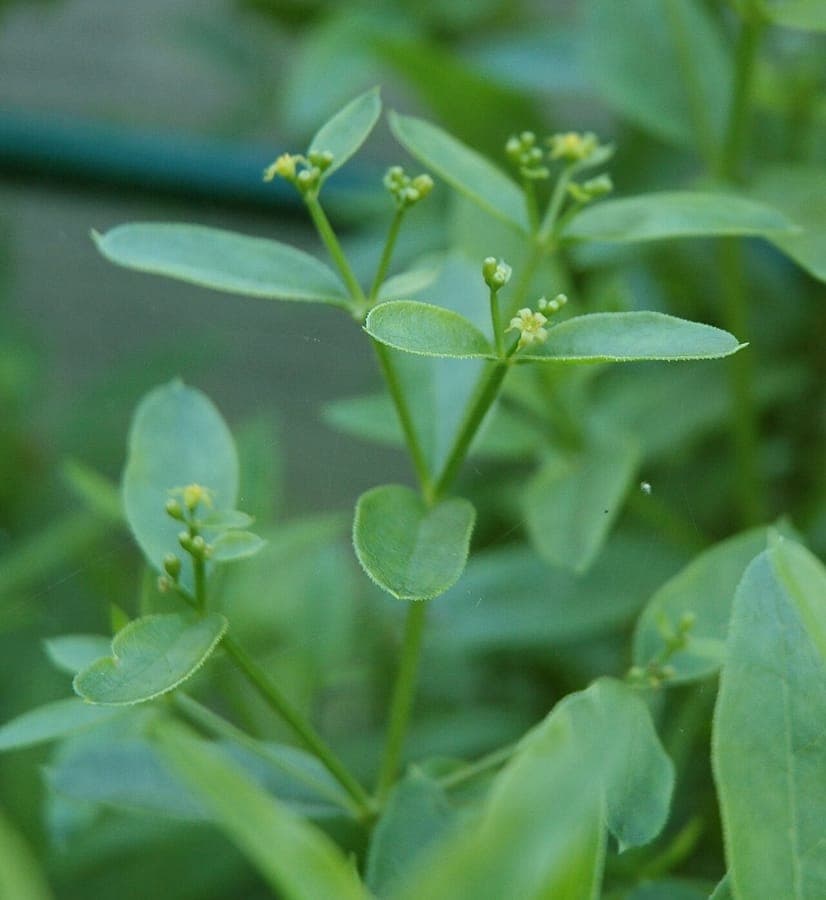 Rubia tinctorum root with foliage