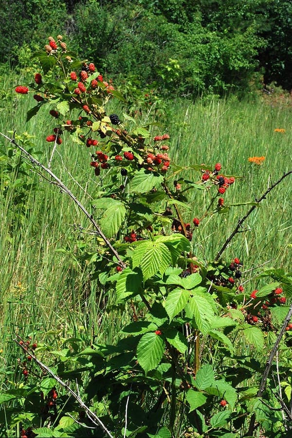 Allegheny blackberry with white blooms and ripe black berries