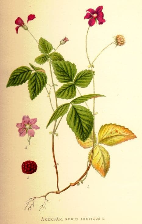 Arctische braam met kleine rode bloemen en groen blad in een vochtige bosomgeving