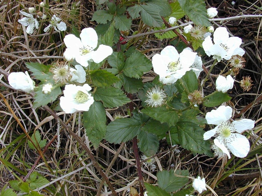 Sawtooth blackberry with white flowers and ripe black berries