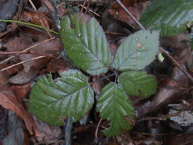 Himalaya-Brombeere mit großen, glänzenden schwarzen Früchten zwischen dornigen Ranken in einer sonnigen, wilden Gartenecke