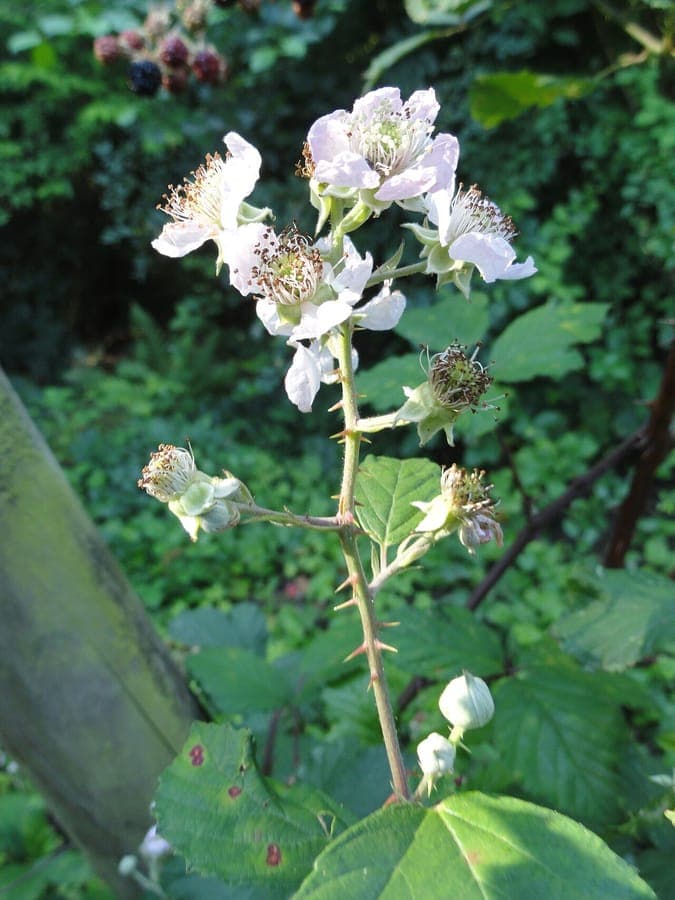 Two-colored bramble with purple flowers and thorny canes
