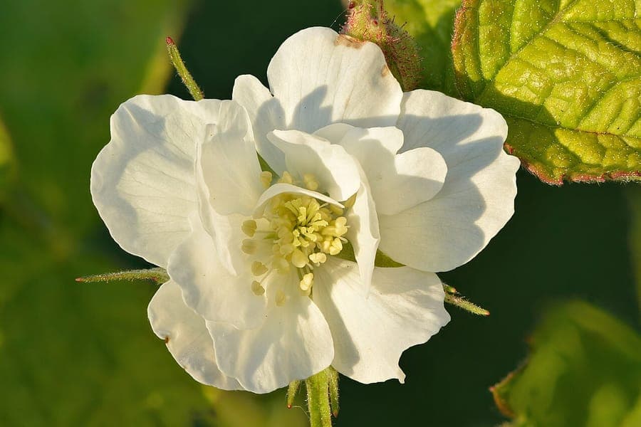 Acker-Brombeere (Rubus caesius) mit bläulichen Früchten in einer lichtschattigen Gartenecke