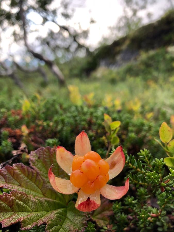 Reife Moltebeeren an einer niedrigen Pflanze im schattigen Waldlicht