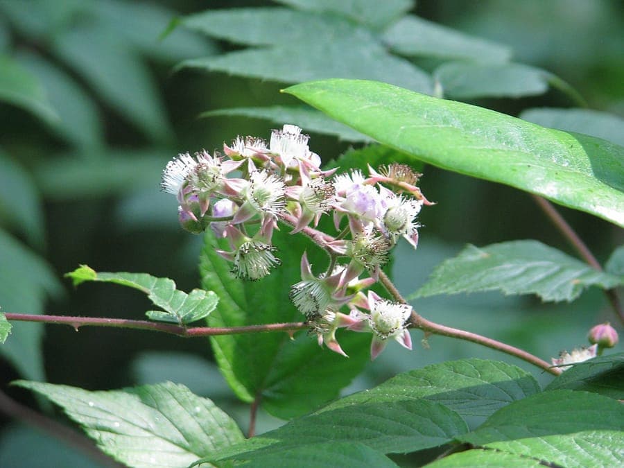 White canes and black fruit of Rubus cockburnianus