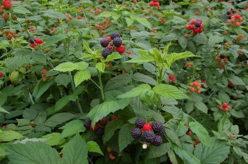 White blooming branches of Korean blackberry with characteristic spines
