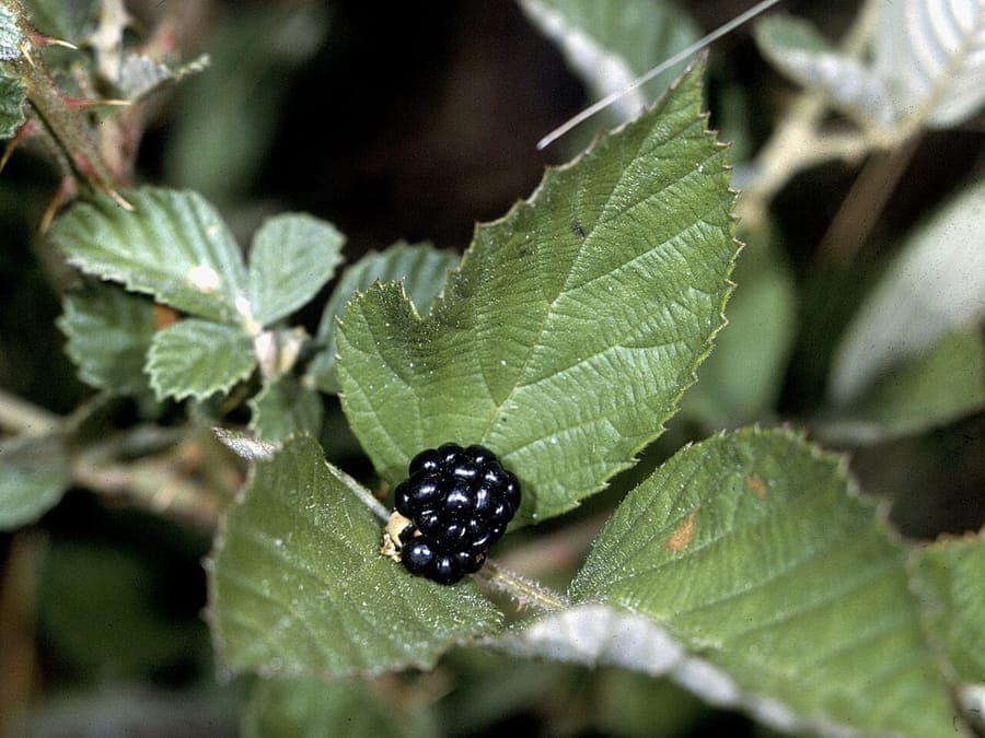 American bramble with white flowers and brown berries