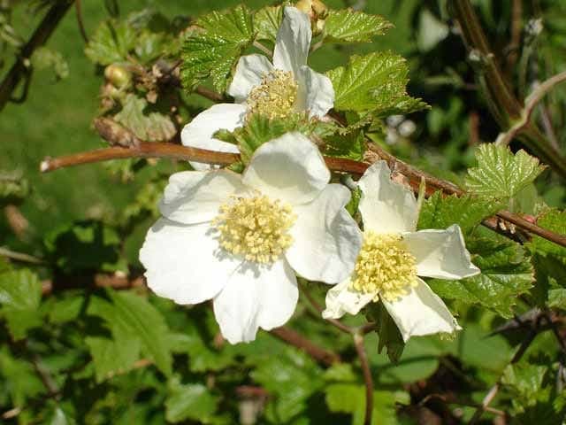 Red flowers of Rubus deliciosus