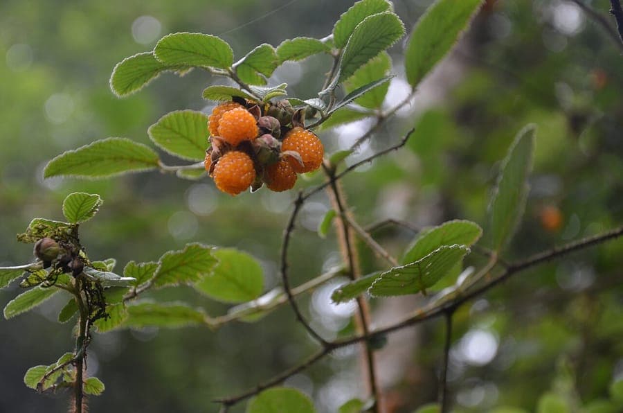 Gouden gele vruchten van Rubus ellipticus