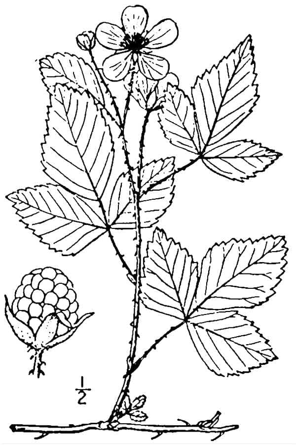 Fuscous bramble in a natural woodland setting with white and pale purple flowers blooming in July