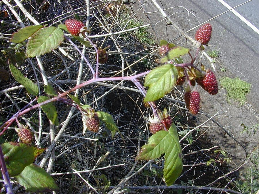 Rubus glaucus Andenbeere mit reifen dunkelvioletten Beeren an gebogenen Trieben
