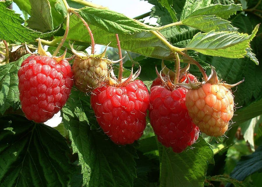 Reife Himbeeren an einer grünen Rute im sanften Morgenlicht