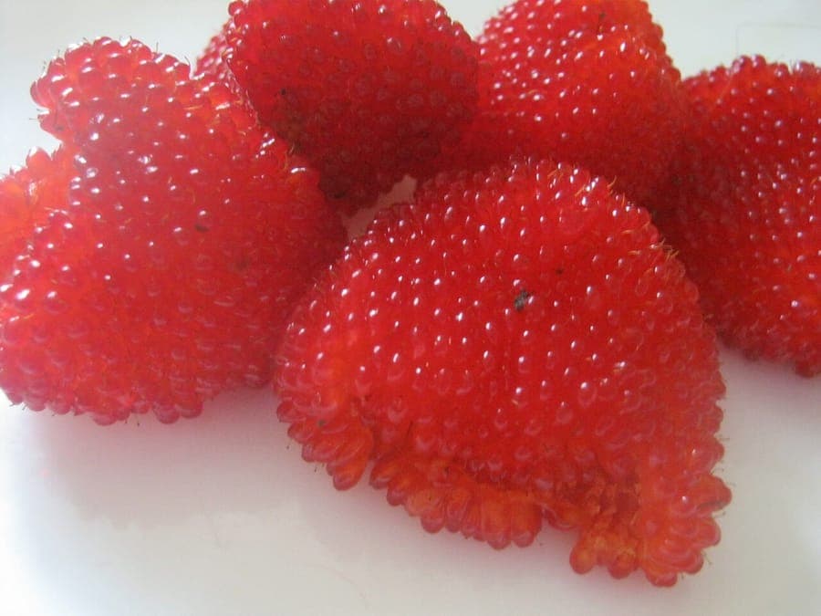 Rubus illecebrosus vrucht op plant