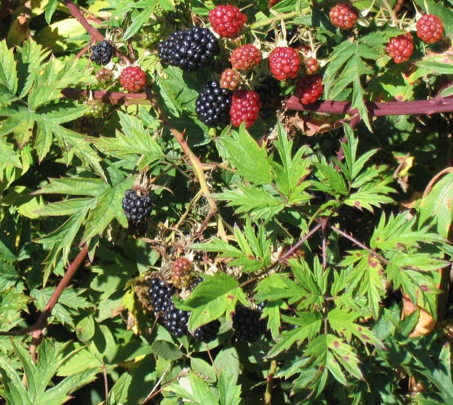 Schlitzblättrige Brombeere mit tief eingeschnittenen Blättern und schwarzen Früchten an einem sonnigen Gartenzaun