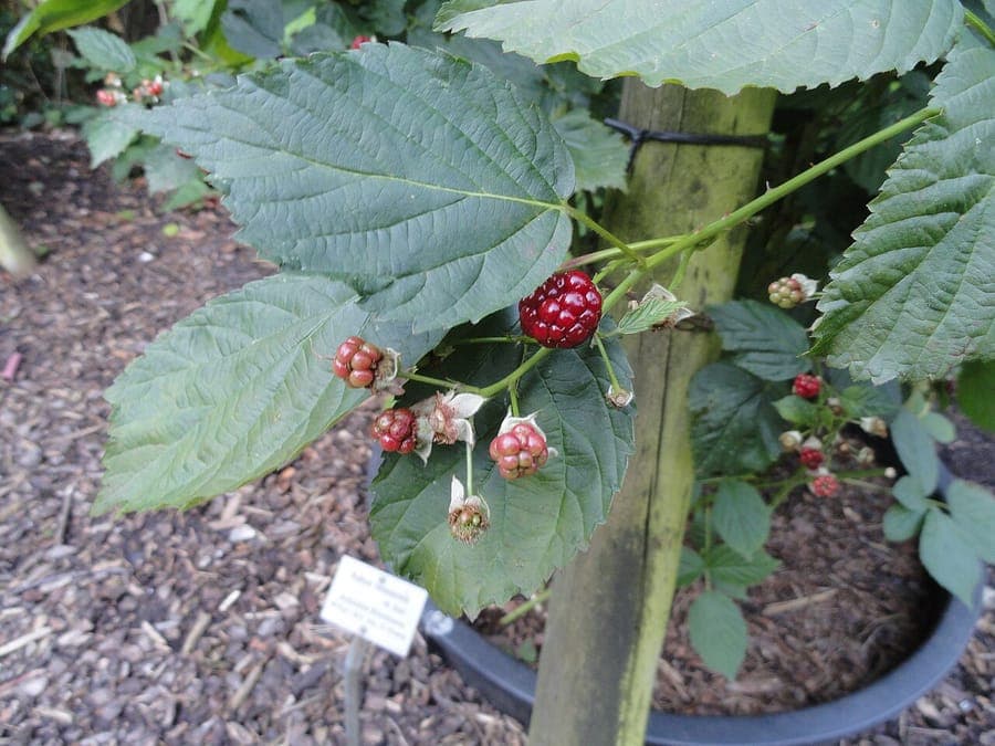 Halbaufrechte Brombeere mit reifen silbrig-schwarzen Beeren zwischen grünen Blättern in einem sonnigen Gartenteil