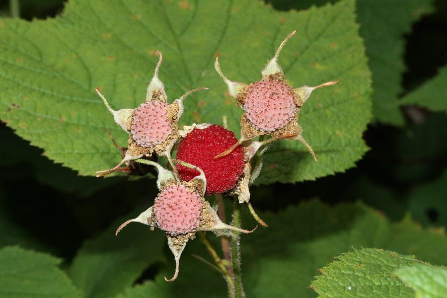 Large white flowers of Rubus nutkanus blooming