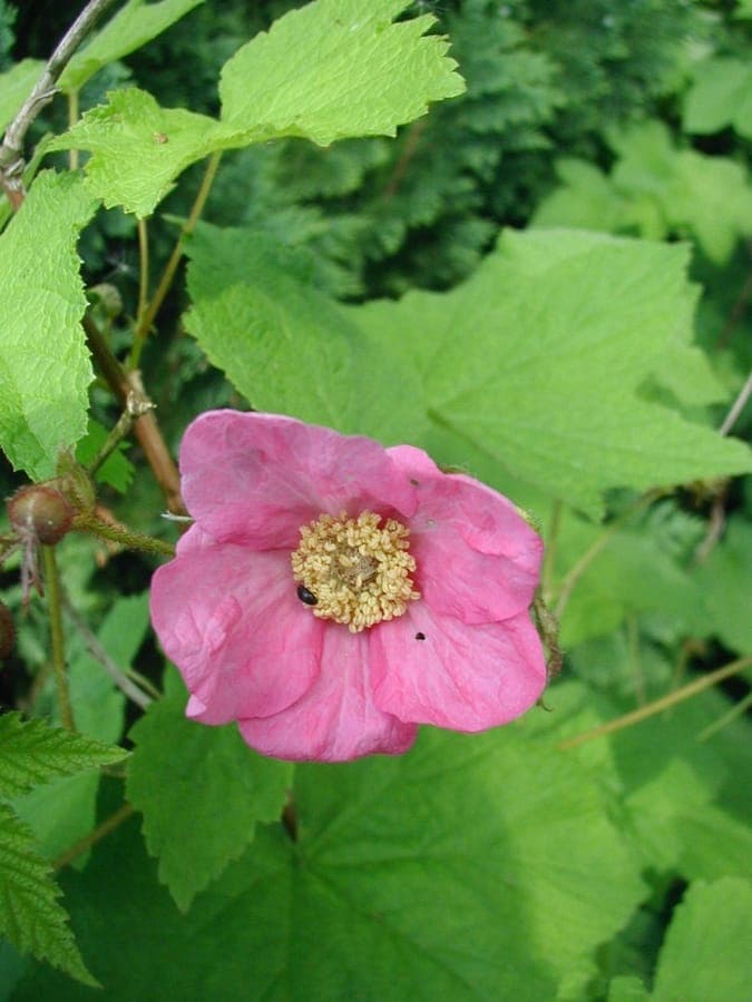Thimbleberry with large pink-red flowers
