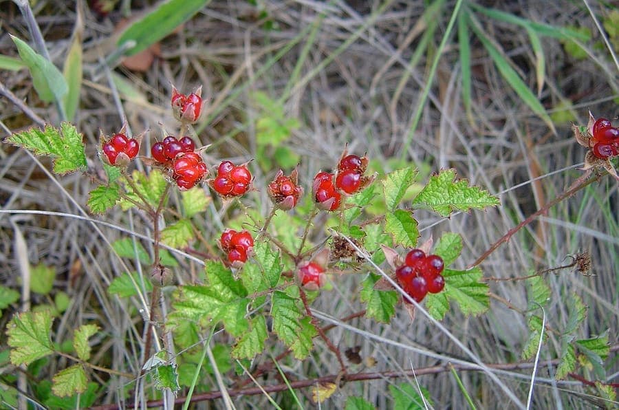 Rubus parvifolius rode vruchten met fijne blaadjes