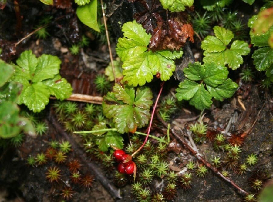 Strawberry-leaf raspberry with distinctive five-leafed foliage and red fruits