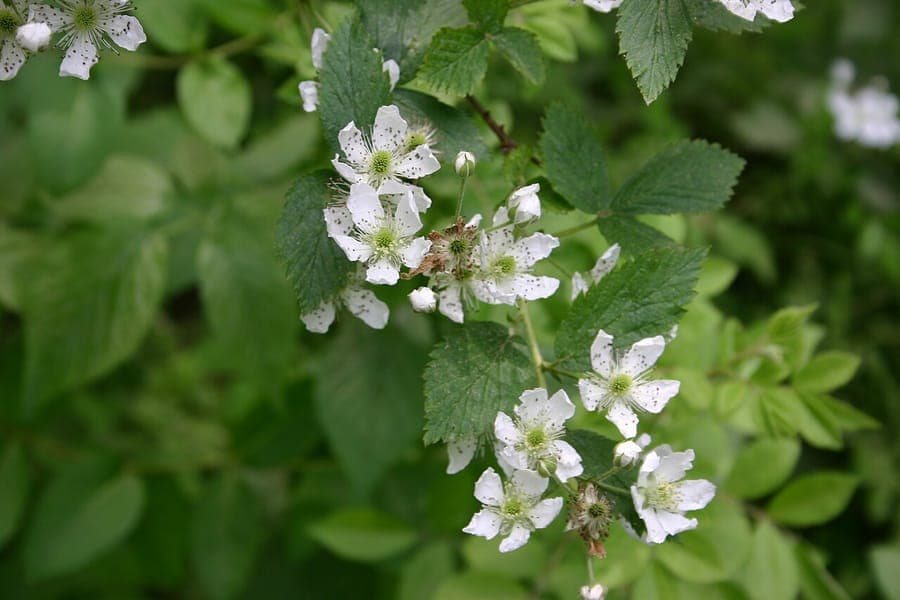 Plante Rubus pensilvanicus avec des fleurs et des fruits