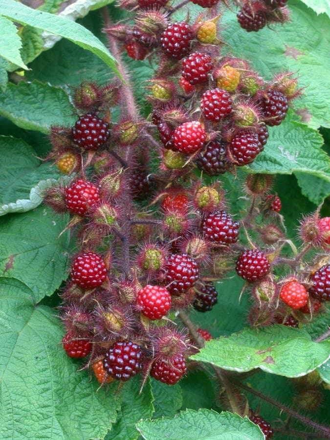 Wine raspberry with bristly stems and shiny red berries in a partially shaded garden bed