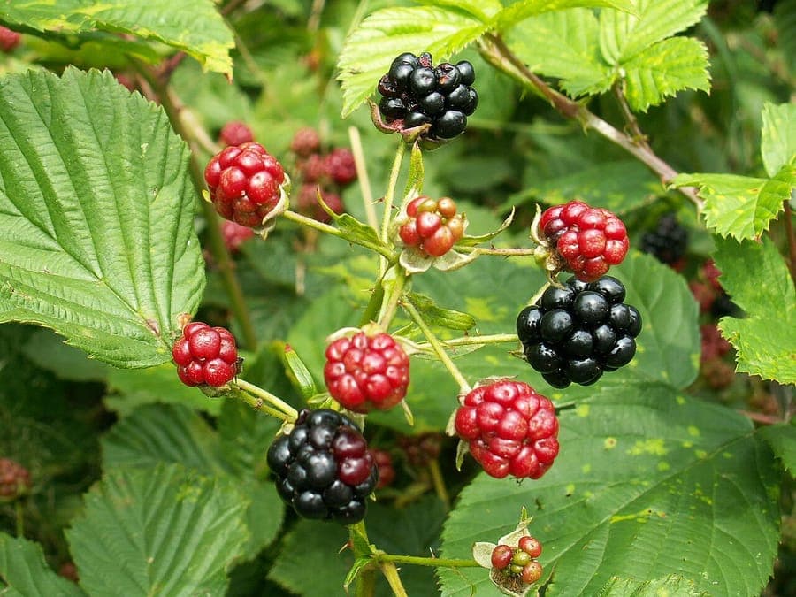 Falten-Brombeere mit dunklen Beeren und gefalteten Blättern am sonnigen Gartenteich