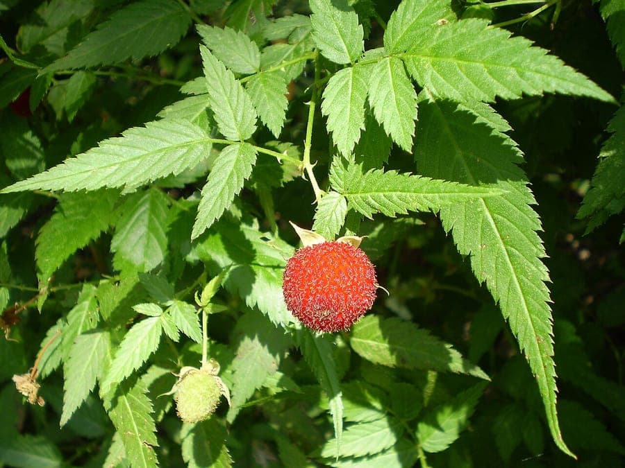 Rubus rosifolius mit zarten rosa Blüten