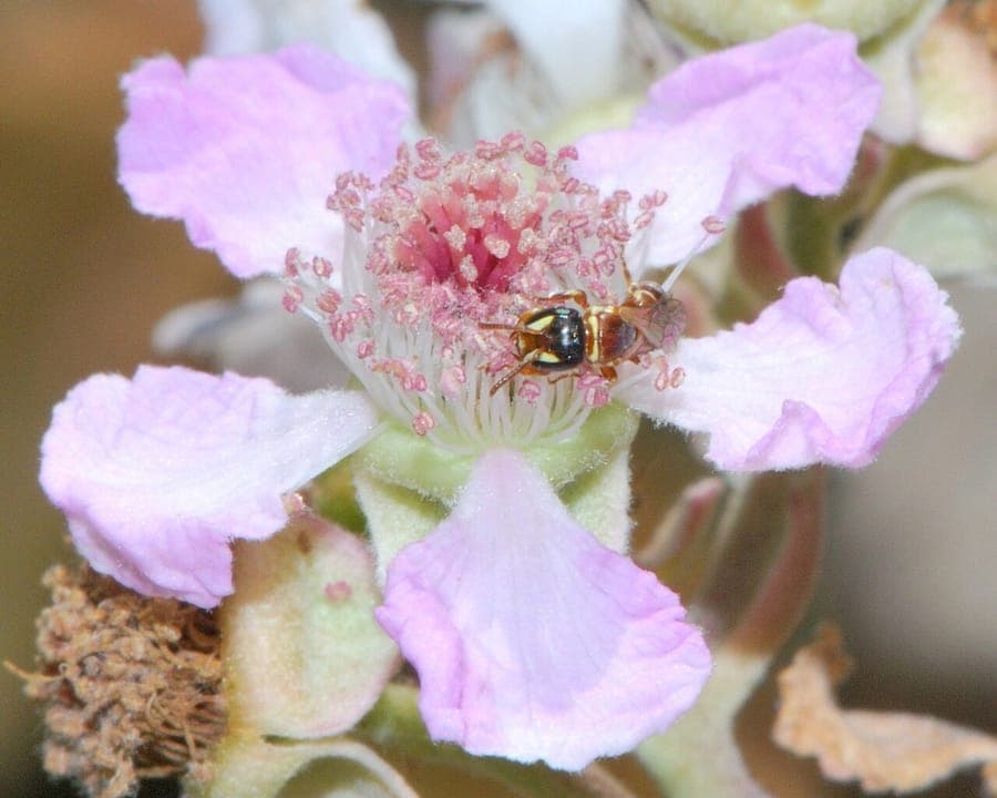 Rubus sanctus heilige Brombeere in Blute mit weissen Blumen und Dornen