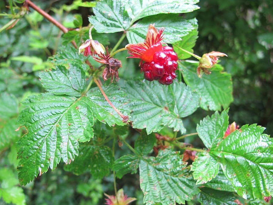 Magentablüte der Pracht-Himbeere