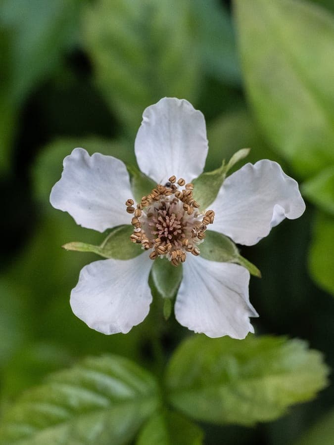 Southern dewberry in bloom