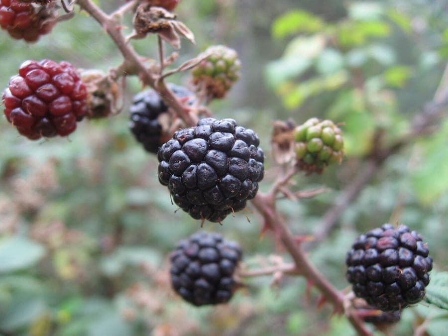 Elm-leaf blackberry in full bloom with white flowers and thorny stems in a sunny garden edge