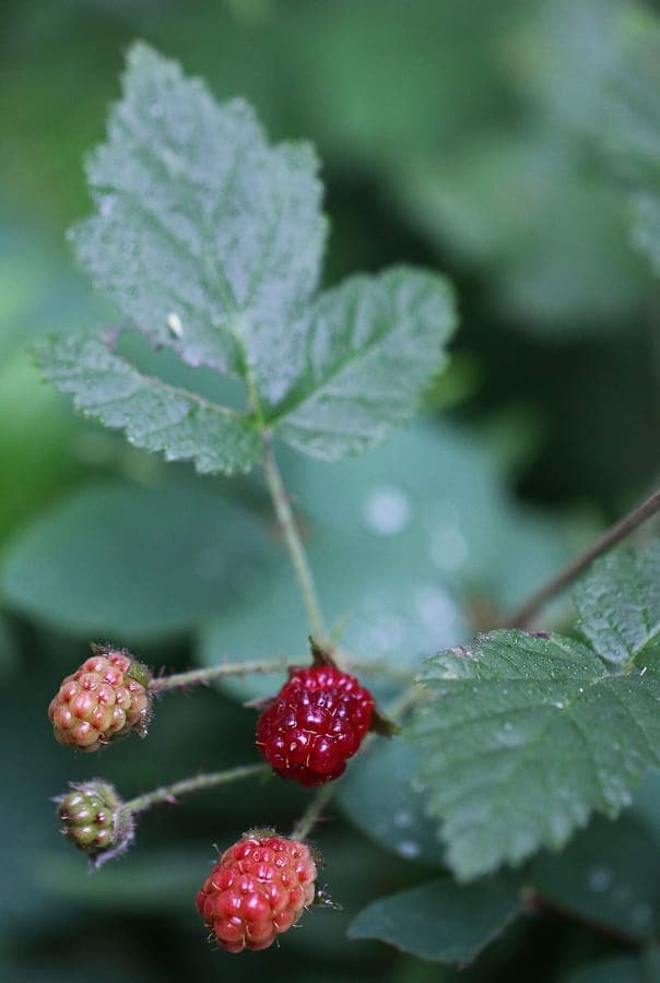 Pacific blackberry with large white flowers and coarse foliage in coastal setting