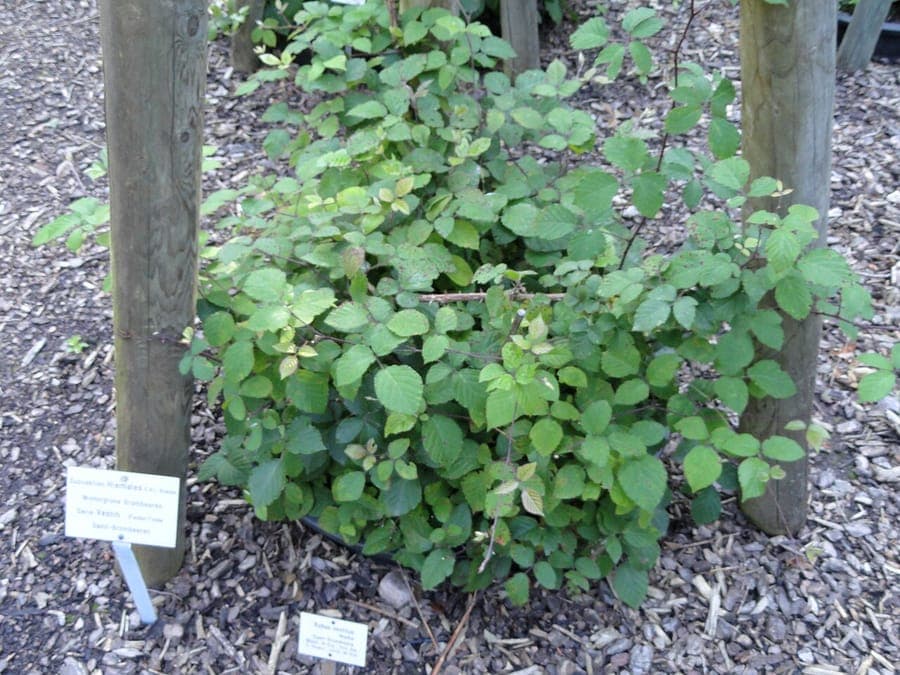 Pink-white flower of the European blackberry