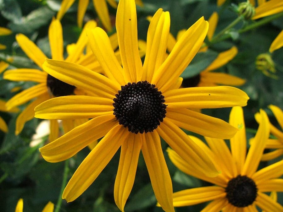 Fleurs de rudbeckia jaune d'or avec des cœurs bruns foncés dans un massif ensoleillé