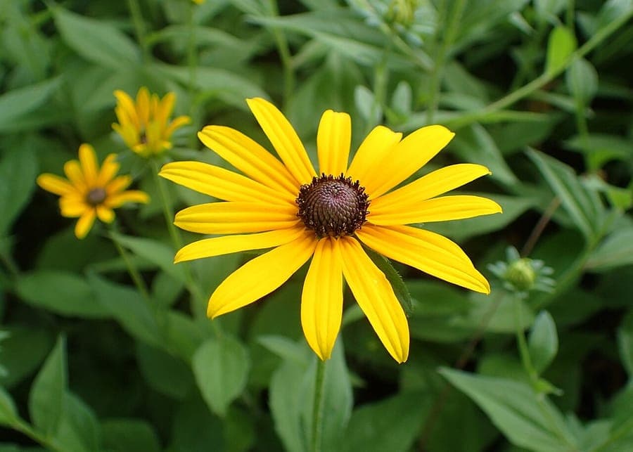 Black-eyed-susan in full bloom in a mixed border with purple coneflower and ornamental grasses