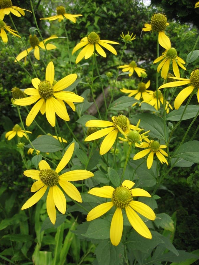 Rudbeckie laciniée aux fleurs jaune pâle et plumeuses dans une bordure ensoleillée