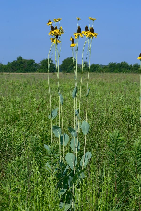 Gele zonnehutbloemen van Rudbeckia maxima in zomerzon