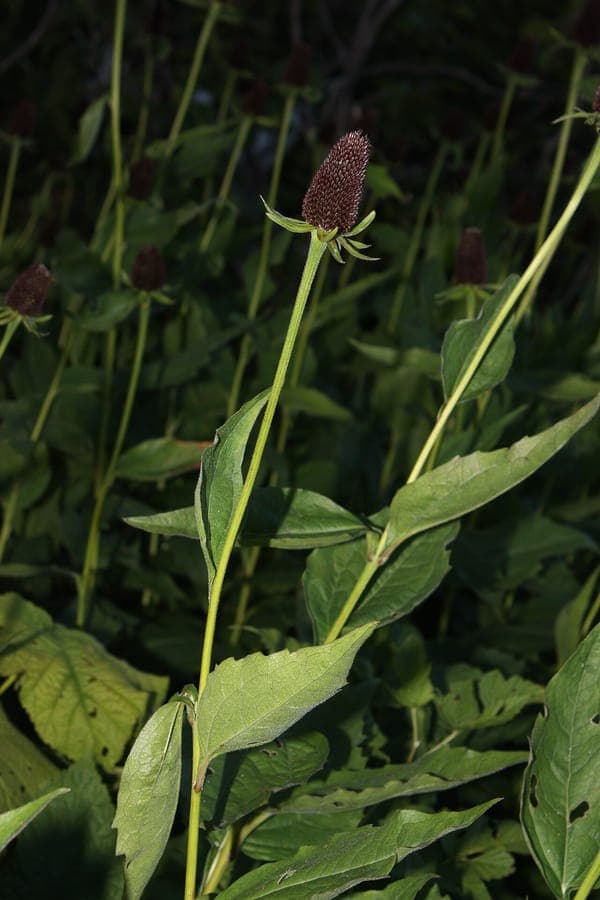 Western coneflower (Rudbeckia occidentalis) with characteristic dark cone center