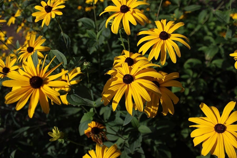 Fleurs jaunes de Rudbeckia subtomentosa avec disque central fonce