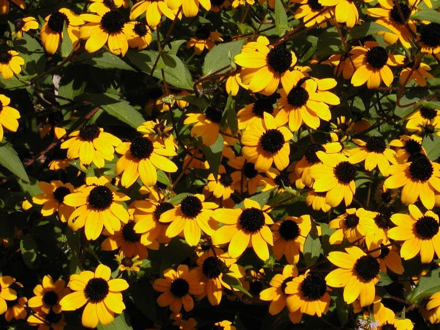 Rudbeckia triloba drielaps zonnehoed met gele bloemen en zwarte centra