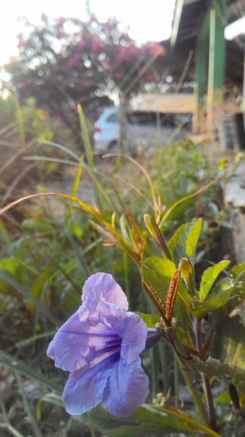 Minnieroot plant with flowers
