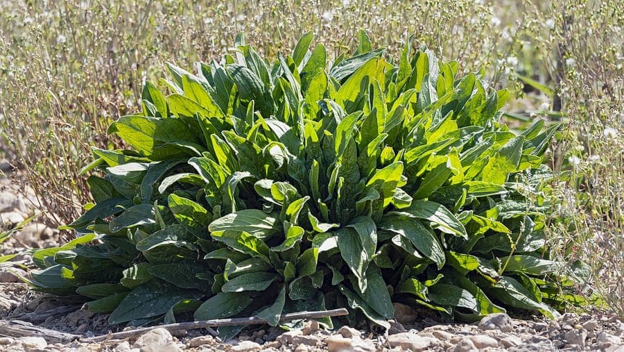 Wiesensauerampfer-Pflanze mit grunen Bluten und pfeilformigen Blattern im Garten