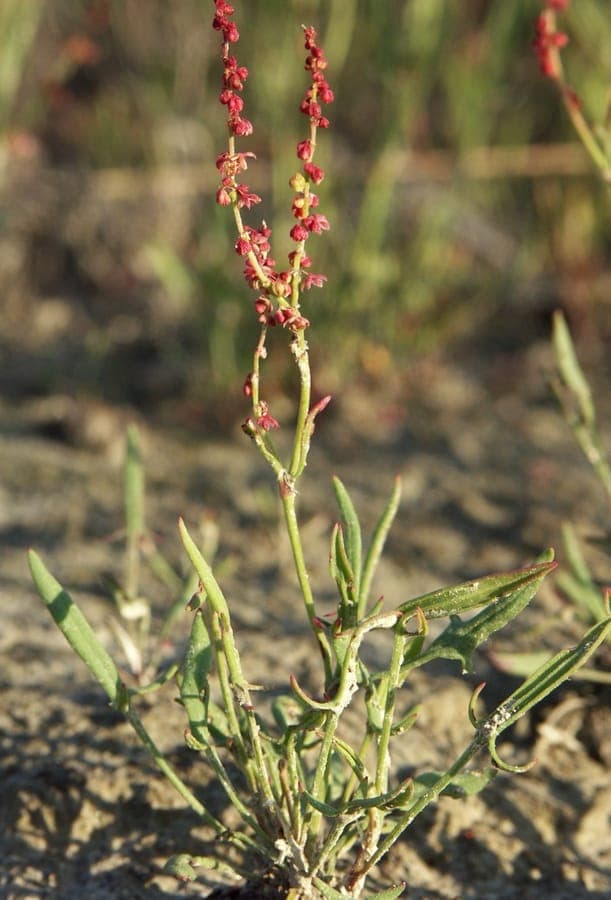 Plante oseille des moutons avec fleurs rouges et feuilles vertes teintees de rouge