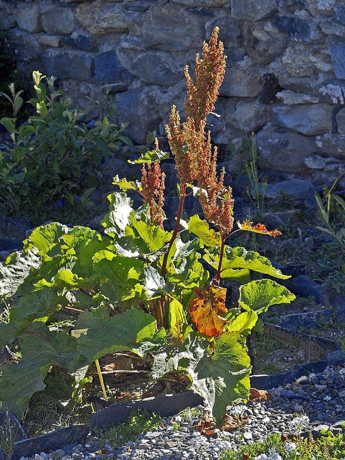 Alpine dock plant with large arrow-shaped leaves in mountain setting