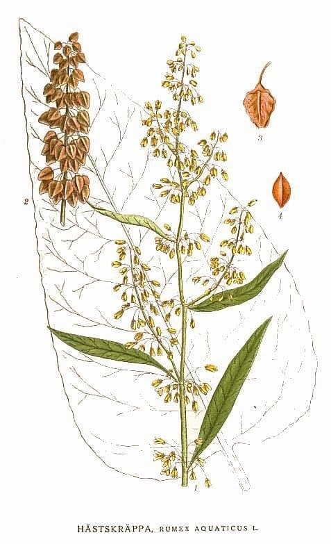 Plante oseille aquatique avec de grandes feuilles le long de la rive d'eau