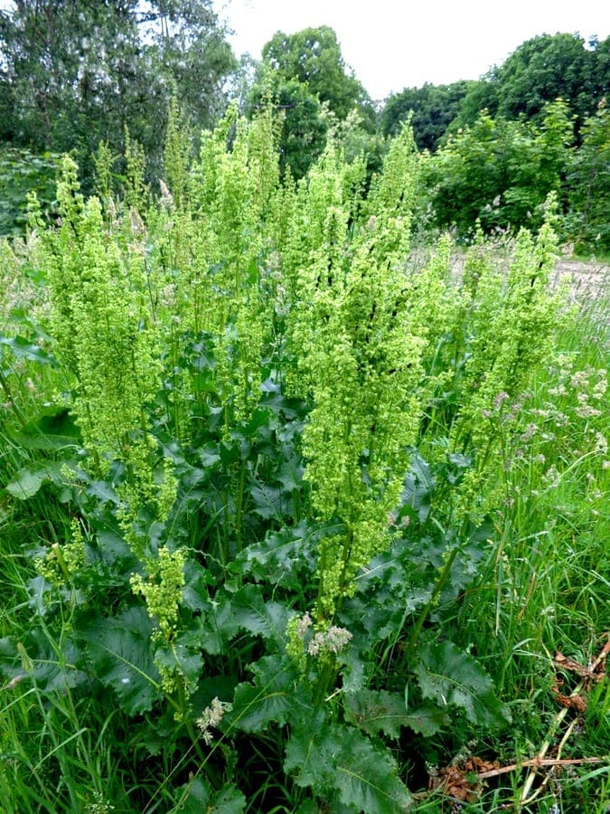 Russische zuring met typische bossige groei en groene bladeren