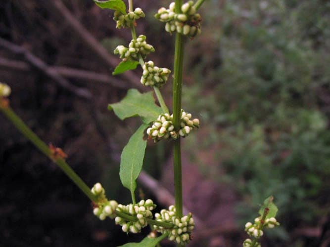 Green dock plant with green flowers and lanceolate leaves