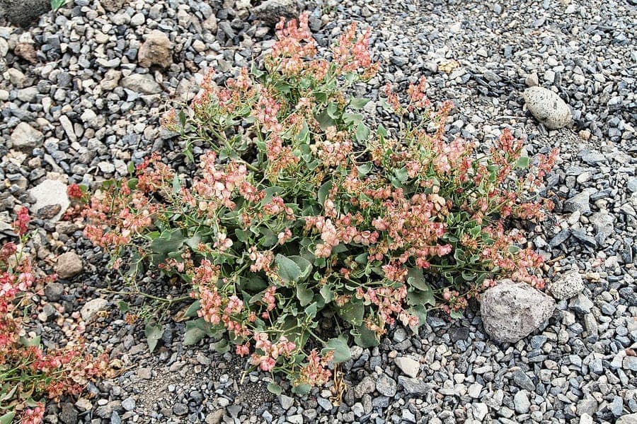 Rumex lunaria with distinctive foliage pattern